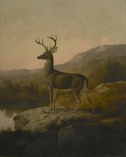 unknow artist Deer oil painting picture